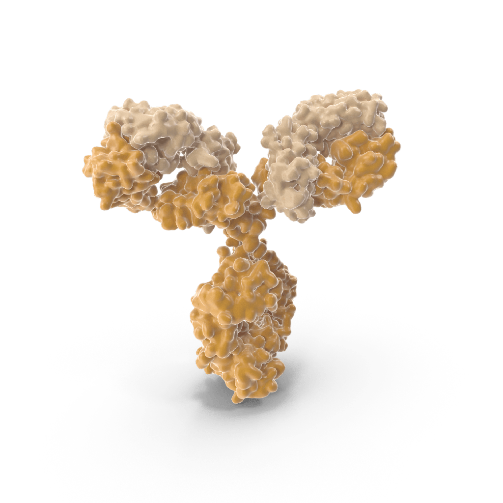 Anti-Ubiquitin Mouse Monoclonal Antibody